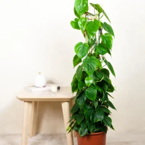 Philodendron scandens